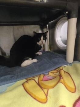 Aster -  Domestic Short Hair Cat for Adoption in Montreal, Quebec - Aster | PetCurious