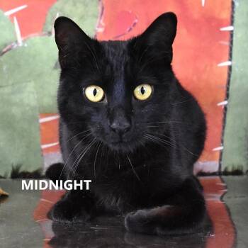 Domestic Short Hair Cats Available for Adoption in Yuma, Arizona - Midnight | PetCurious