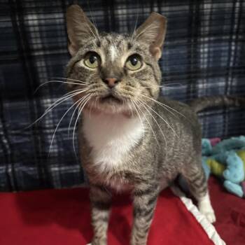 Twenty -  Domestic Short Hair Cat for Adoption - Twenty | PetCurious