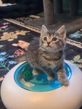 Domestic Short Hair Cats Available for Adoption in Saint Charles, Missouri - Belle | PetCurious