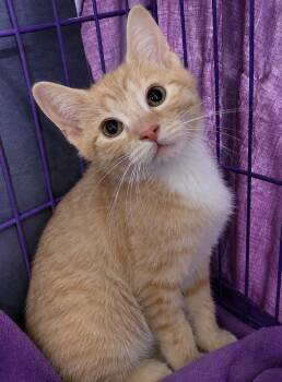 Domestic Short Hair Cats Available for Adoption in Cuyahoga Falls, Ohio - Kitten Jerkey | PetCurious
