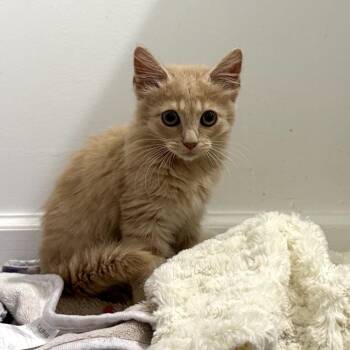 Ca$h Money -  Domestic Medium Hair Cat for Adoption in Port Richey, Florida - Ca$h Money | PetCurious