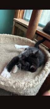 Tasha -  Domestic Short Hair Cat for Adoption in Metamora, Illinois - Tasha | PetCurious