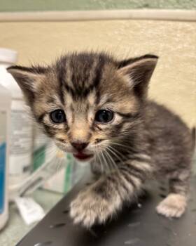 Rescue Domestic Short Hair Cats for Adoption in Ellijay, Georgia - Emerson | PetCurious