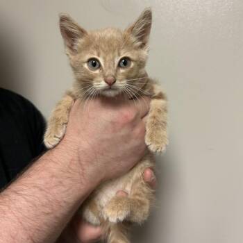 Toby -  Domestic Short Hair Cat for Adoption in Bloomington, Illinois - Toby | PetCurious