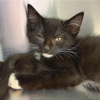 Lunch Box -  Domestic Short Hair Cat for Adoption in Hannibal, Missouri - Lunch Box | PetCurious