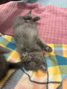 (S) Alaric Saltzman -  Domestic Short Hair Cat for Adoption in Portland, Indiana - (S) Alaric Saltzman | PetCurious