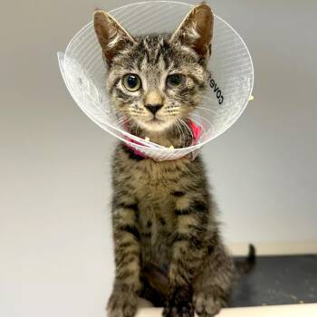 Wink -  Domestic Short Hair Cat for Adoption in Woodinville, Washington - Wink | PetCurious