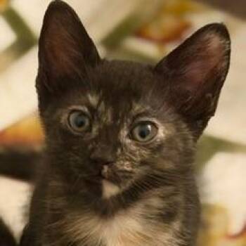 Xbox -  Domestic Short Hair Cat for Adoption in Los Angeles, California - Xbox | PetCurious