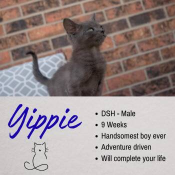 Yippee -  Domestic Short Hair Cat for Adoption in Junction City, Kansas - Yippee | PetCurious