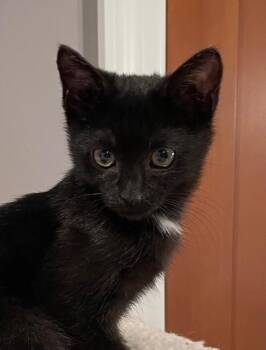 Rescue Domestic Short Hair Cats for Adoption in Woodland Park, New Jersey - Patience (LE) | PetCurious