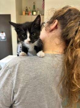 Blaze -  Domestic Short Hair Cat for Adoption in Williamsport, Pennsylvania - Blaze | PetCurious
