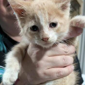 Rescue Domestic Medium Hair Cats for Adoption in Sioux Falls, South Dakota - Allegra | PetCurious