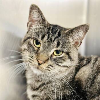 Rescue Domestic Short Hair Cats for Adoption in Jackson Township, New Jersey - Saber | PetCurious