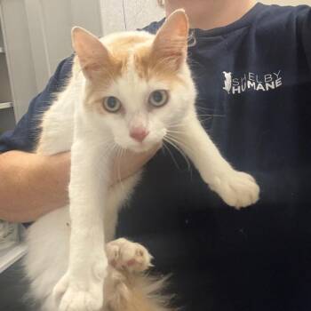 Mr. Twinkle Dot -  Domestic Long Hair Cat for Adoption in Columbiana, Alabama - Mr. Twinkle Dot | PetCurious