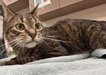 Chevy Chase (Bonded to Mater) -  Domestic Short Hair Cat for Adoption in Fishers, Indiana - Chevy Chase (Bonded To Mater) | PetCurious