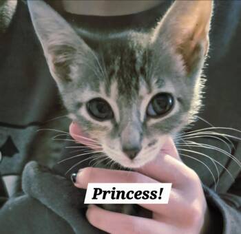 Princess Diana -  Domestic Short Hair Cat for Adoption in San Antonio, Texas - Princess Diana | PetCurious