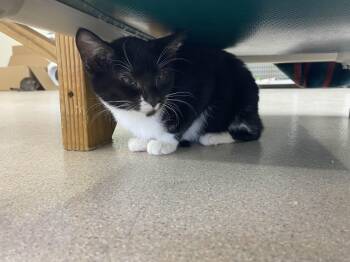 Rescue Domestic Short Hair Cats for Adoption in Washington, Iowa - Virgo - Private Investigator | PetCurious