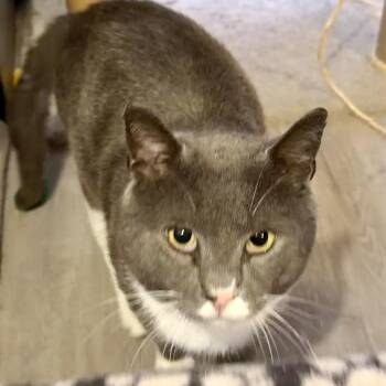 Guacamole -  Domestic Short Hair Cat Available for Adoption in Syracuse, New York - Guacamole | PetCurious