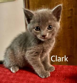 Domestic Short Hair Cats Available for Adoption in Owasso, Oklahoma - Clark | PetCurious