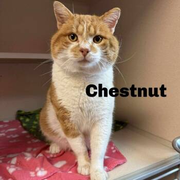 Domestic Short Hair Cats Available for Adoption - Chestnut 260121 | PetCurious