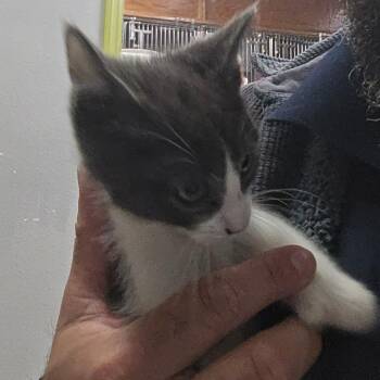 Domestic Short Hair Cats Available for Adoption - Waffles | PetCurious