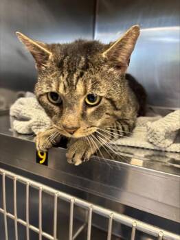 Tommy Thomas -  Domestic Short Hair Cat for Adoption in Fairfax, Virginia - Tommy Thomas | PetCurious