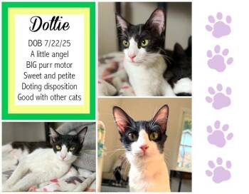 Dottie -  Domestic Medium Hair Cat for Adoption in Longview, Texas - Dottie | PetCurious