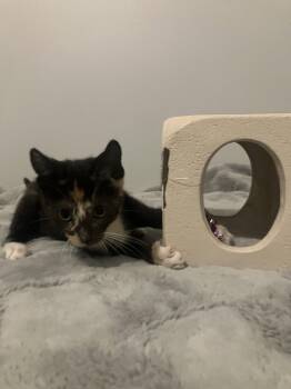 Glitter -  Domestic Short Hair Cat for Adoption in Oviedo, Florida - Glitter | PetCurious