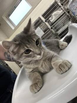 Noodle -  Domestic Short Hair Cat for Adoption in Cincinnati, Ohio - Noodle | PetCurious