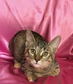 LAVA GIRL -  Domestic Short Hair Cat for Adoption in Rowland Heights, California - LAVA GIRL | PetCurious