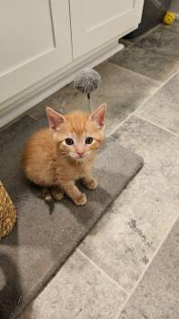 Domestic Short Hair and Calico Cats Available for Adoption in Columbia, South Carolina - Frosted Lemonade & Waffle Fries (bonded) | PetCurious