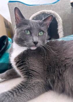 Maxine -  Domestic Short Hair Cat for Adoption in Denver, Colorado - Maxine | PetCurious