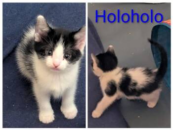 HOLOHOLO -  American Shorthair Cat for Adoption in Pinedale, Wyoming - HOLOHOLO | PetCurious