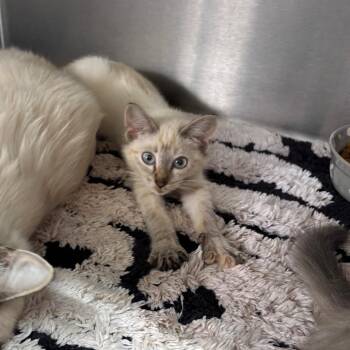 Lalo -  Siamese and Domestic Long Hair Cat for Adoption in Hinesville, Georgia - Lalo | PetCurious