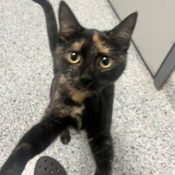 Winnie -  Domestic Short Hair Cat for Adoption in Dayton, Ohio - Winnie | PetCurious