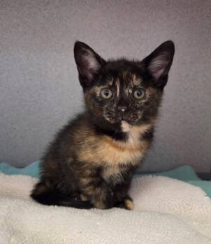 Clefairy -  Domestic Short Hair Cat for Adoption in Liverpool, New York - Clefairy | PetCurious