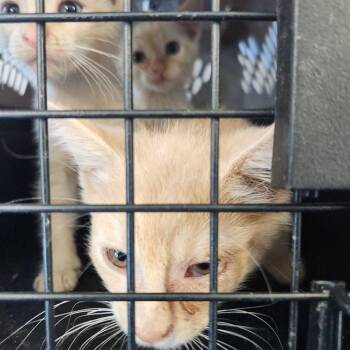 Cinder -  Domestic Short Hair Cat for Adoption in Kingman, Arizona - Cinder | PetCurious