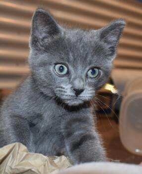 Mousie (with Tuxy) -  Domestic Short Hair Cat for Adoption in Silverton, Oregon - Mousie (with Tuxy) | PetCurious