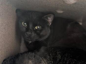 Rescue Domestic Short Hair Cats for Adoption in Kent, Washington - LUFFY | PetCurious