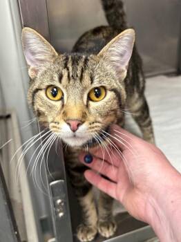 Garnet -  Domestic Short Hair Cat for Adoption in Little Rock, Arkansas - Garnet | PetCurious