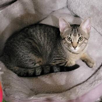 Mixtape -  Domestic Short Hair Cat for Adoption in Fairway, Kansas - Mixtape | PetCurious