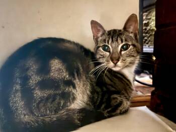 Rescue Domestic Short Hair Cats for Adoption in North Tonawanda, New York - Zina | PetCurious