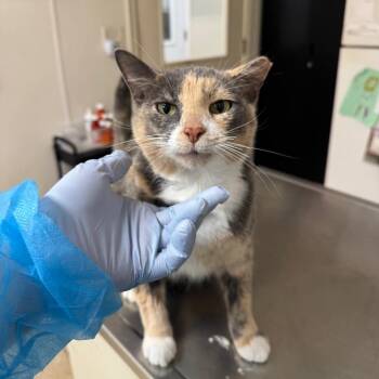 Pinky -  Domestic Short Hair Cat for Adoption in Pekin, Illinois - Pinky | PetCurious