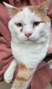 Rescue Domestic Medium Hair Cats for Adoption in Pocatello, Idaho - Cubby 45520 | PetCurious