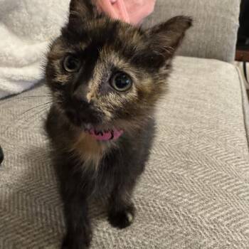 Domestic Short Hair Cats Available for Adoption in Auburn, Alabama - Augusta | PetCurious