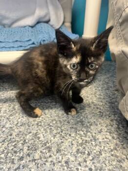 Phoebe (ID 51710) -  Tortoiseshell Cat for Adoption in Manassas, Virginia - Phoebe (ID 51710) | PetCurious