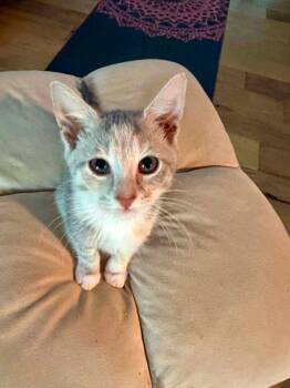 PEARL -  Domestic Short Hair Cat for Adoption in Holbrook, New York - PEARL | PetCurious