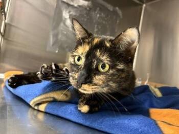 Domestic Short Hair Cats Available for Adoption - Zatara | PetCurious