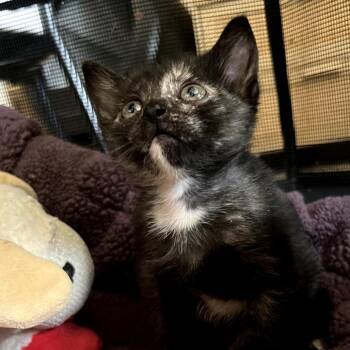 Enid -  Domestic Short Hair Cat for Adoption in Kanab, Utah - Enid | PetCurious